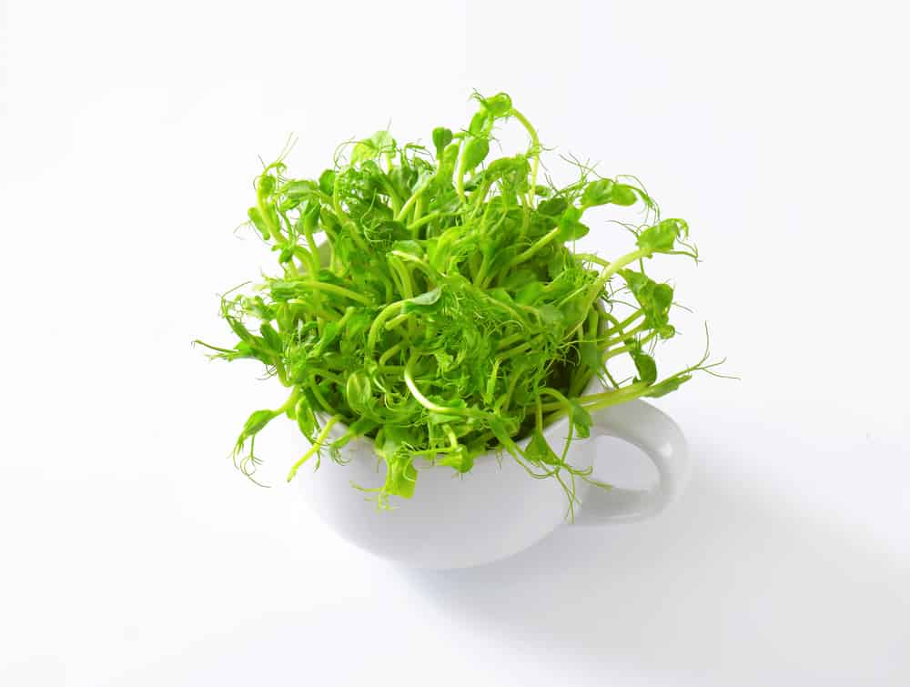 Pea sprouts 