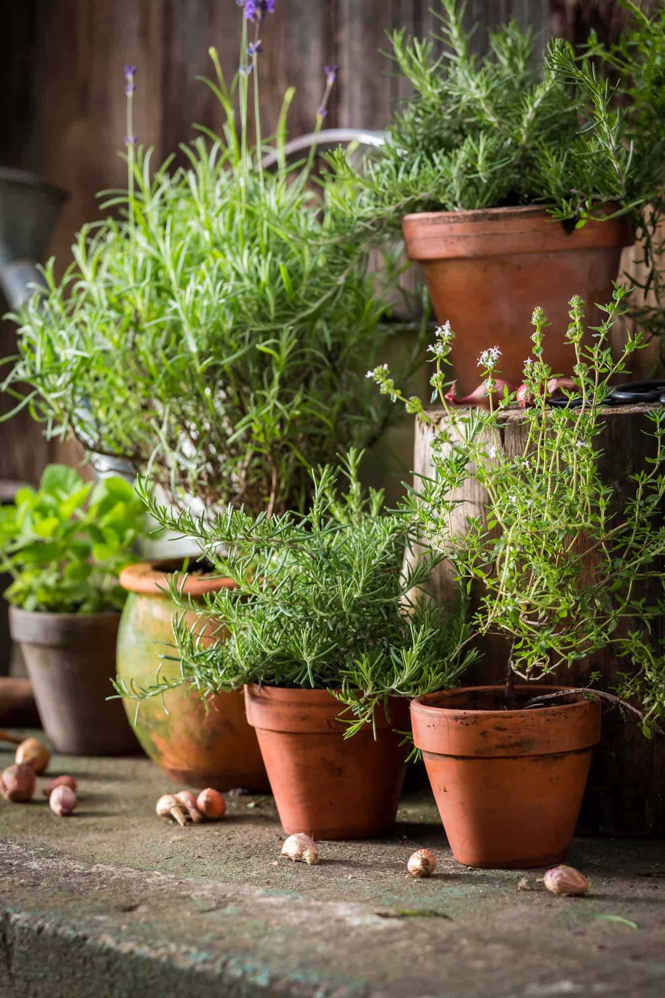 Fresh and green herbs in old clay pots